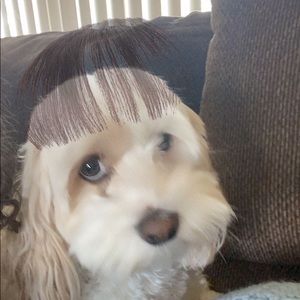 Meet your Posher, Cecilia